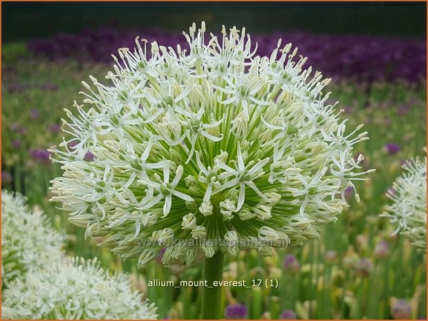 Allium 'Mount Everest' | Reuzenlook, Sierui, Look | Lauch