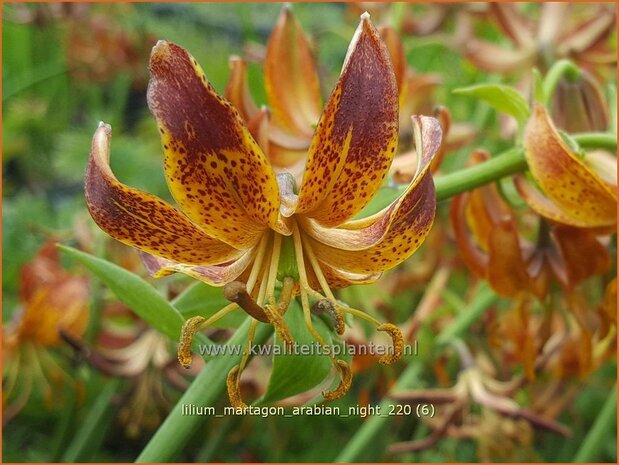 Lilium martagon 'Arabian Night' | Turkse lelie, Lelie | T&uuml;rkenbund-Lilie