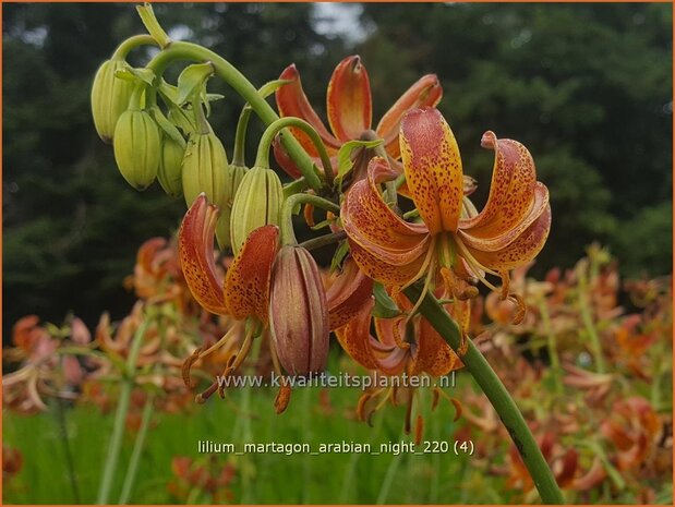 Lilium martagon 'Arabian Night' | Turkse lelie, Lelie | T&uuml;rkenbund-Lilie