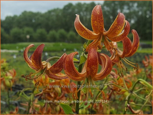 Lilium martagon 'Arabian Night' | Turkse lelie, Lelie | T&uuml;rkenbund-Lilie