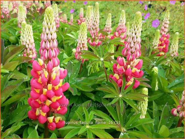 Lupinus 'Tequila Flame' | Lupine | Lupine