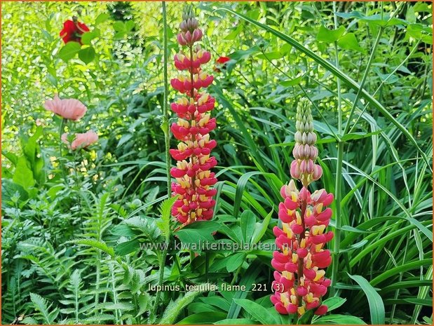 Lupinus 'Tequila Flame' | Lupine | Lupine