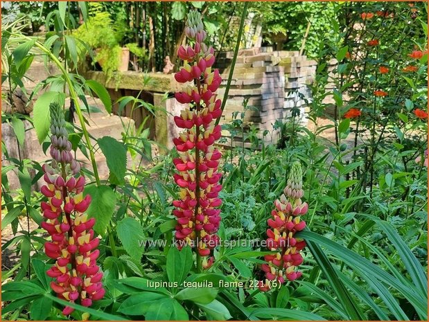 Lupinus 'Tequila Flame' | Lupine | Lupine