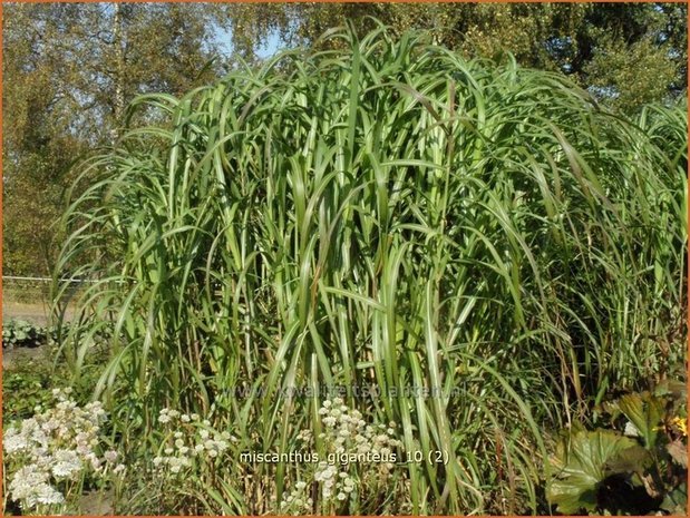 Miscanthus giganteus | Prachtriet, Japans sierriet, Chinees riet