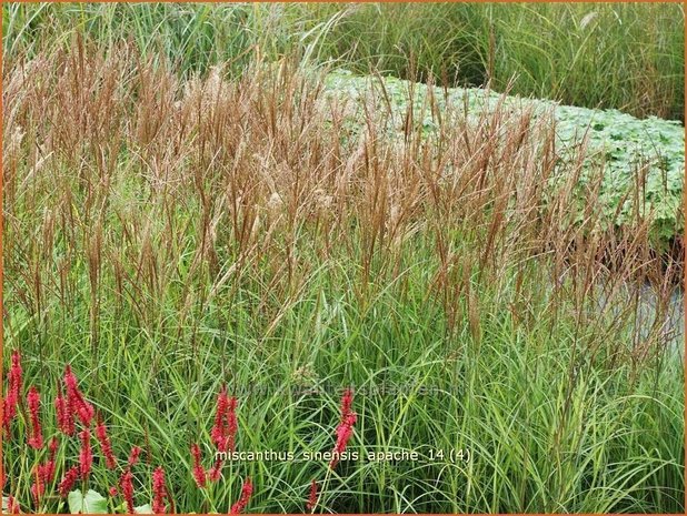 Miscanthus sinensis 'Apache' | Prachtriet, Chinees riet, Japans riet, Sierriet