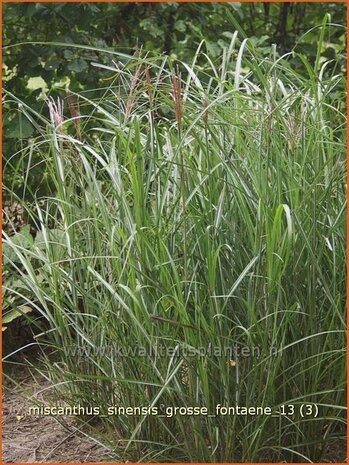 Miscanthus sinensis 'Grosse Fontaene' | Prachtriet, Japans sierriet, Chinees riet