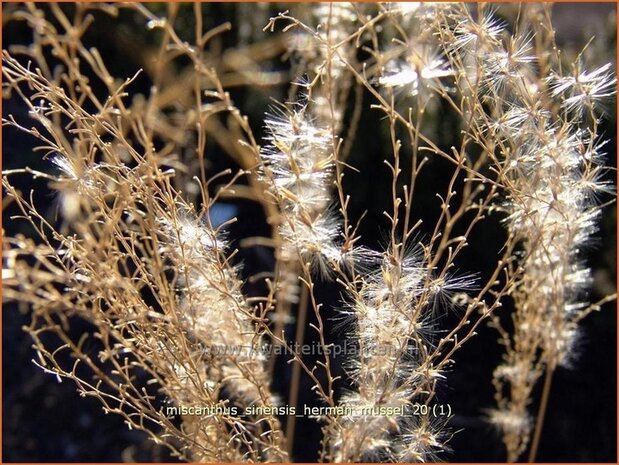 Miscanthus sinensis 'Hermann Muessel' | Prachtriet, Japans sierriet, Chinees riet