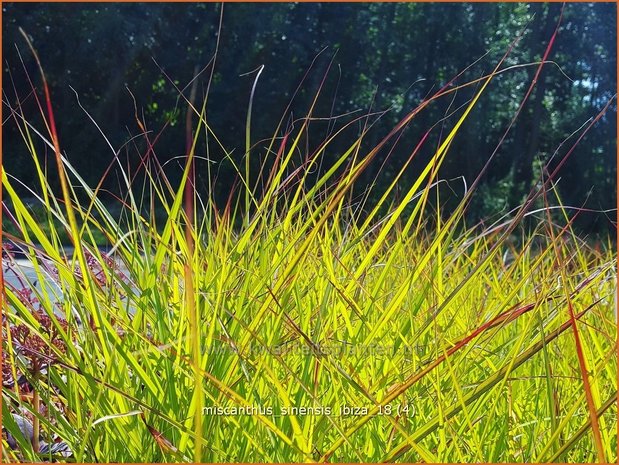 Miscanthus sinensis 'Ibiza' | Chinees prachtriet, Chinees riet, Japans sierriet, Sierriet | Chinaschilf