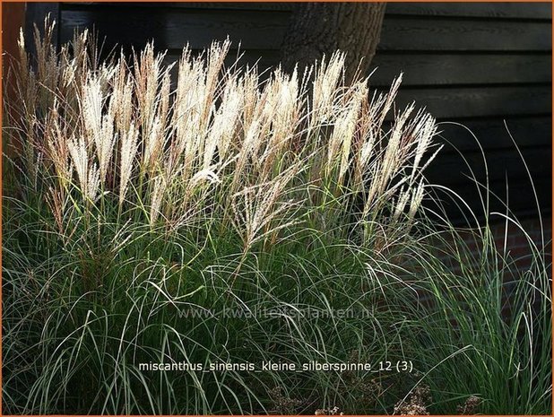 Miscanthus sinensis 'Kleine Silberspinne' | Prachtriet, Japans sierriet, Chinees riet