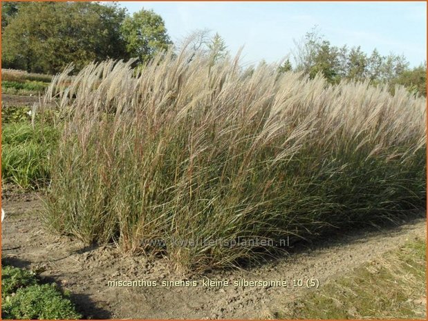 Miscanthus sinensis 'Kleine Silberspinne' | Prachtriet, Japans sierriet, Chinees riet