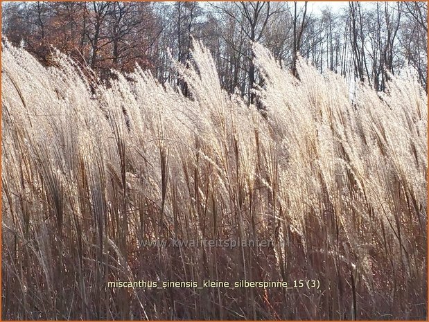 Miscanthus sinensis 'Kleine Silberspinne' | Prachtriet, Chinees riet, Japans sierriet, Sierriet