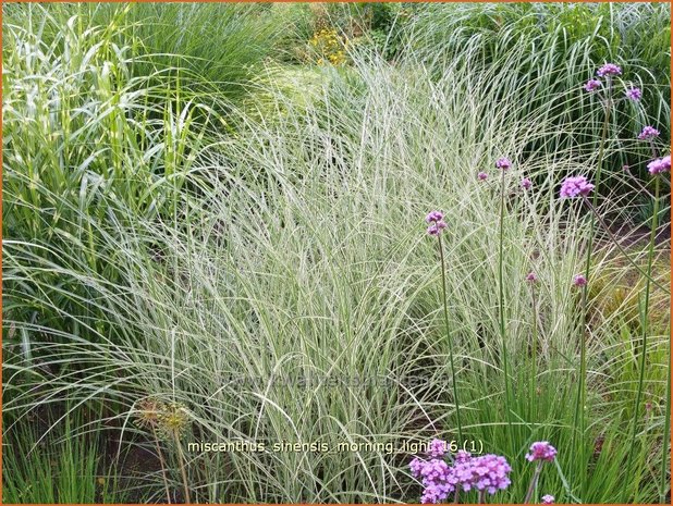 Miscanthus sinensis 'Morning Light' | Prachtriet, Chinees riet, Japans sierriet, Sierriet | Chinaschilf