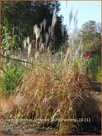 Miscanthus sinensis 'Purpurascens' | Prachtriet, Japans sierriet, Chinees riet