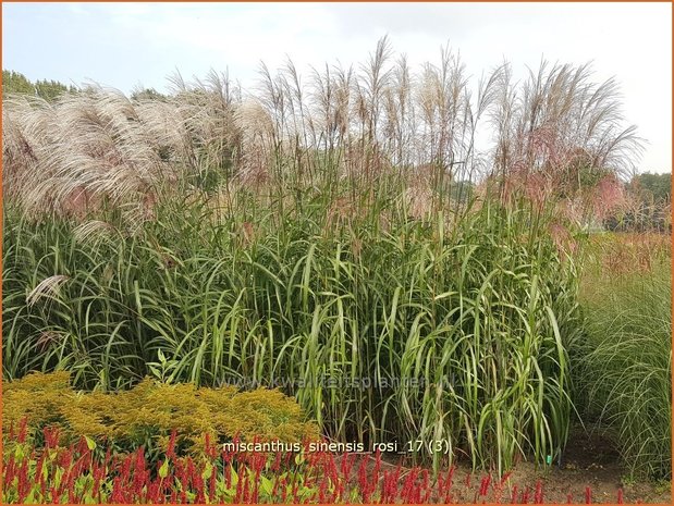 Miscanthus sinensis 'Rosi' | Prachtriet, Chinees riet, Japans sierriet, Sierriet | Chinaschilf