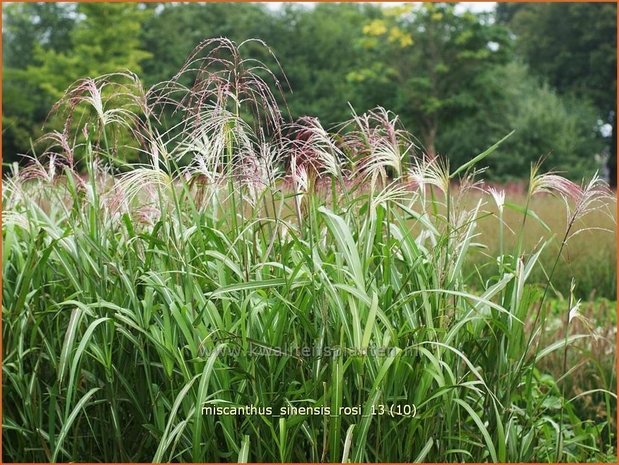 Miscanthus sinensis 'Rosi' | Prachtriet, Chinees riet, Japans sierriet, Sierriet | Chinaschilf