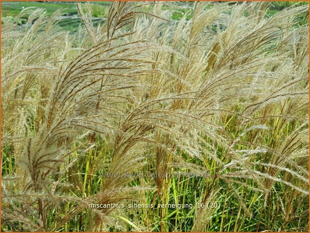 Miscanthus sinensis 'Verneigung' | Prachtriet, Chinees riet, Japans sierriet, Sierriet | Chinaschilf