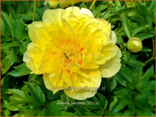 Paeonia 'Bartzella' | Pioenroos | Pfingstrose