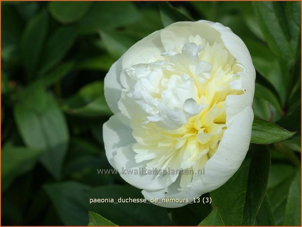 Paeonia 'Duchesse de Nemours' | Pioenroos | Pfingstrose