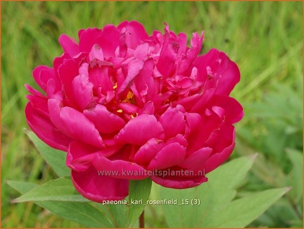 Paeonia 'Karl Rosenfield' | Pioenroos | Pfingstrose