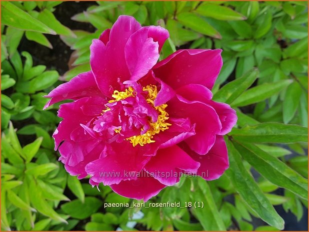 Paeonia 'Karl Rosenfield' | Pioenroos | Pfingstrose