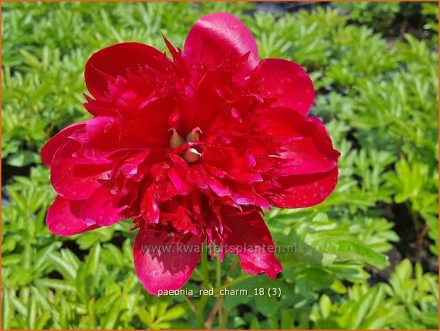 Paeonia 'Red Charm' | Pioenroos, Boerenpioen | Pfingstrose