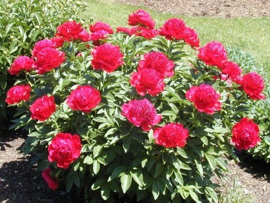 Paeonia 'Red Charm' | Pioenroos, Boerenpioen | Pfingstrose