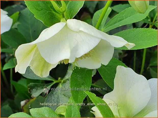 Helleborus orientalis 'Pretty Ellen White' | Kerstroos, Lenteroos, Vastenroos, Nieskruid | Lenzrose