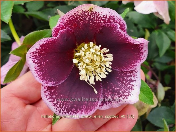Helleborus orientalis 'Pretty Ellen Spotted' | Kerstroos, Lenteroos, Vastenroos, Oosters nieskruid, Nieskruid | Lenzr