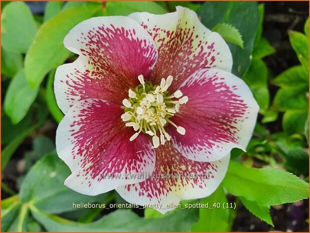 Helleborus orientalis 'Pretty Ellen Spotted' | Kerstroos, Lenteroos, Vastenroos, Oosters nieskruid, Nieskruid | Lenzr