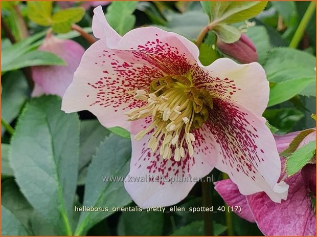 Helleborus orientalis 'Pretty Ellen Spotted' | Kerstroos, Lenteroos, Vastenroos, Oosters nieskruid, Nieskruid | Lenzr