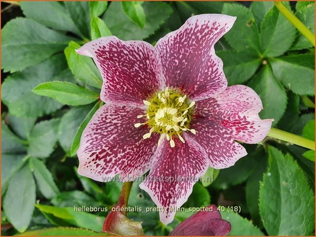 Helleborus orientalis 'Pretty Ellen Spotted' | Kerstroos, Lenteroos, Vastenroos, Oosters nieskruid, Nieskruid | Lenzr
