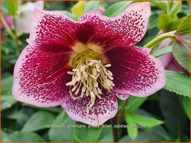 Helleborus orientalis 'Pretty Ellen Spotted' | Kerstroos, Lenteroos, Vastenroos, Oosters nieskruid, Nieskruid | Lenzr