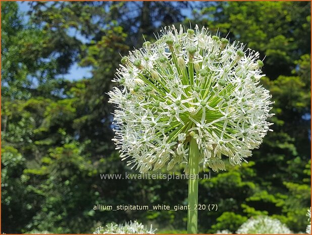 Allium stipitatum &#39;White Giant&#39; | Sierui, Look | Gestielter lauch
