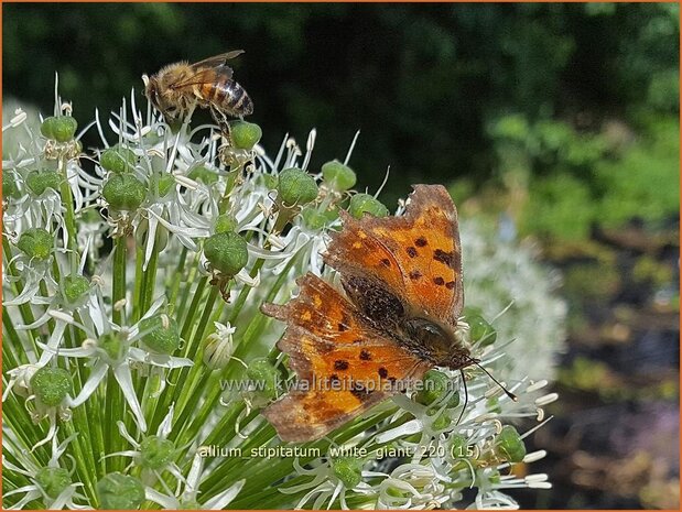 Allium stipitatum 'White Giant' | Sierui, Look | Gestielter lauch