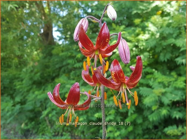 Lilium martagon 'Claude Shride' | Turkse lelie, Lelie | Türkenbund-Lilie