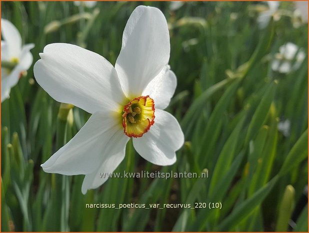 Narcissus poeticus 'Recurvus'