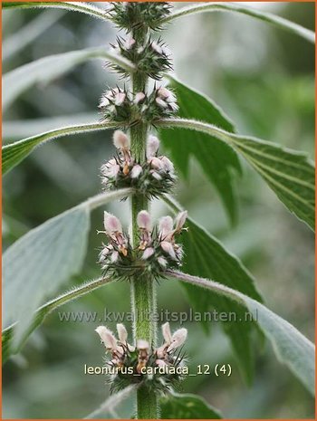 Leonurus cardiaca | Hartgespan | Echtes Herzgespann | Cow Wort