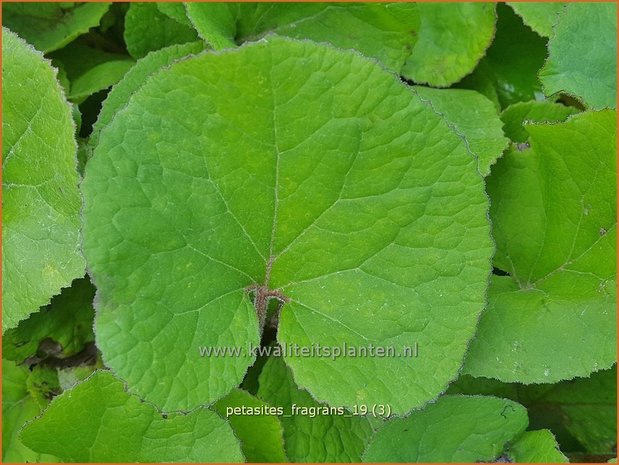 Petasites fragrans | Winterheliotroop, Hoefblad | Winter-Heliotrop | Winter heliotrope