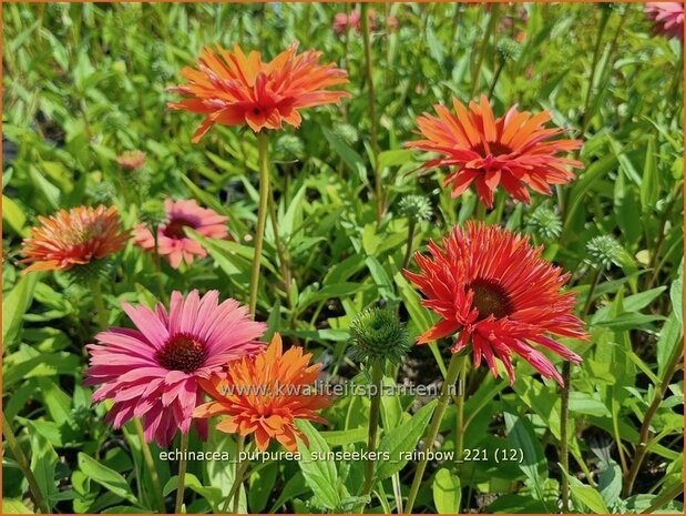 Echinacea purpurea 'Sunseekers Rainbow' | Rode zonnehoed, Zonnehoed | Roter Sonnenhut
