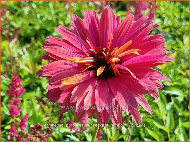 Echinacea purpurea 'Sunseekers Rainbow' | Rode zonnehoed, Zonnehoed | Roter Sonnenhut