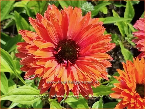 Echinacea purpurea 'Sunseekers Rainbow' | Rode zonnehoed, Zonnehoed | Roter Sonnenhut