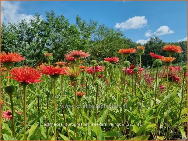 Echinacea purpurea 'Sunseekers Rainbow' | Rode zonnehoed, Zonnehoed | Roter Sonnenhut