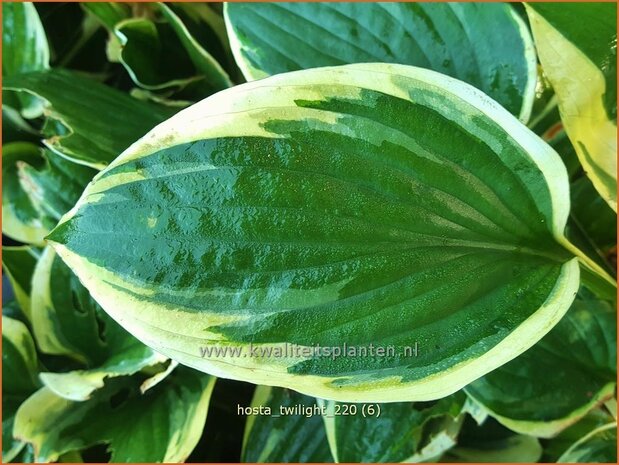 Hosta 'Twilight' | Hosta, Hartlelie, Funkia | Funkie