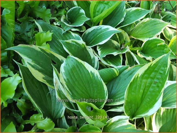 Hosta 'Twilight' | Hosta, Hartlelie, Funkia | Funkie