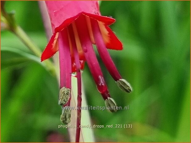 Phygelius 'Candy Drops Red' | Kaapse fuchsia | Kapfuchsie