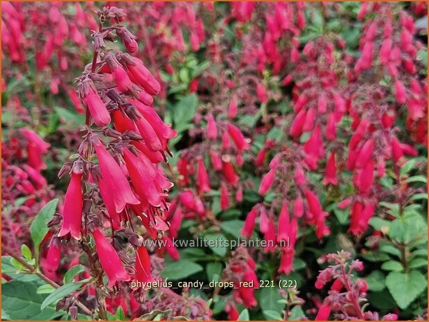 Phygelius 'Candy Drops Red' | Kaapse fuchsia | Kapfuchsie