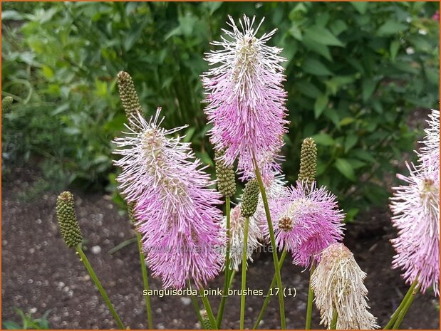 Sanguisorba 'Pink Brushes' | Japanse pimpernel, Pimpernel, Sorbenkruid | Japanischer Wiesenknopf