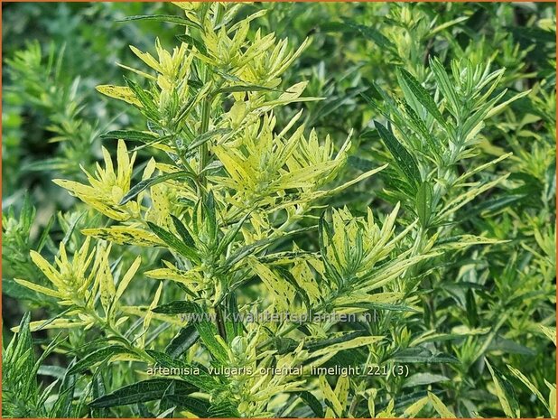 Artemisia vulgaris 'Oriental Limelight' | Bijvoet, Alsem | Gewöhnlicher Beifuß