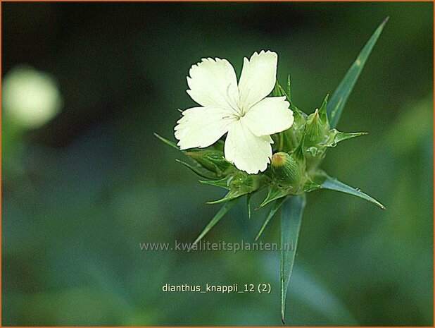 Dianthus knappii | Anjer | Balkan-Nelke | Yellow Pink