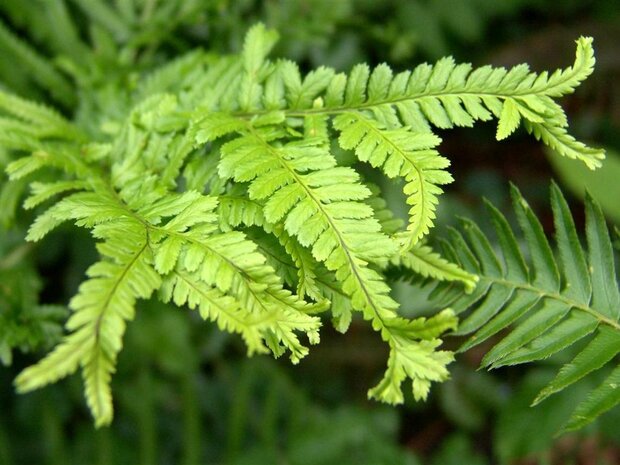 Dryopteris affinis 'Cristata The King'